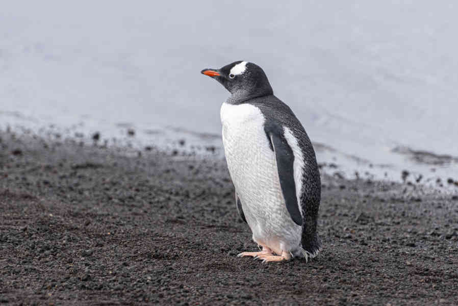 Pingüino Papua o Gentoo - isla Decepción - islas Shetland del Sur 02.jpg